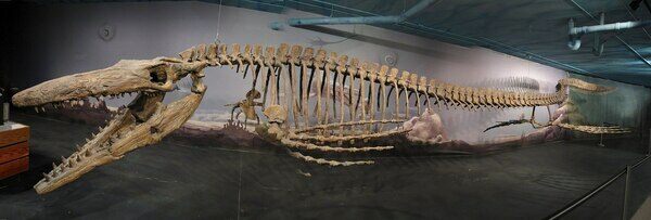 "Bruce" the largest complete mosasaur skeleton measuring 13.3m (43 ft) in length.